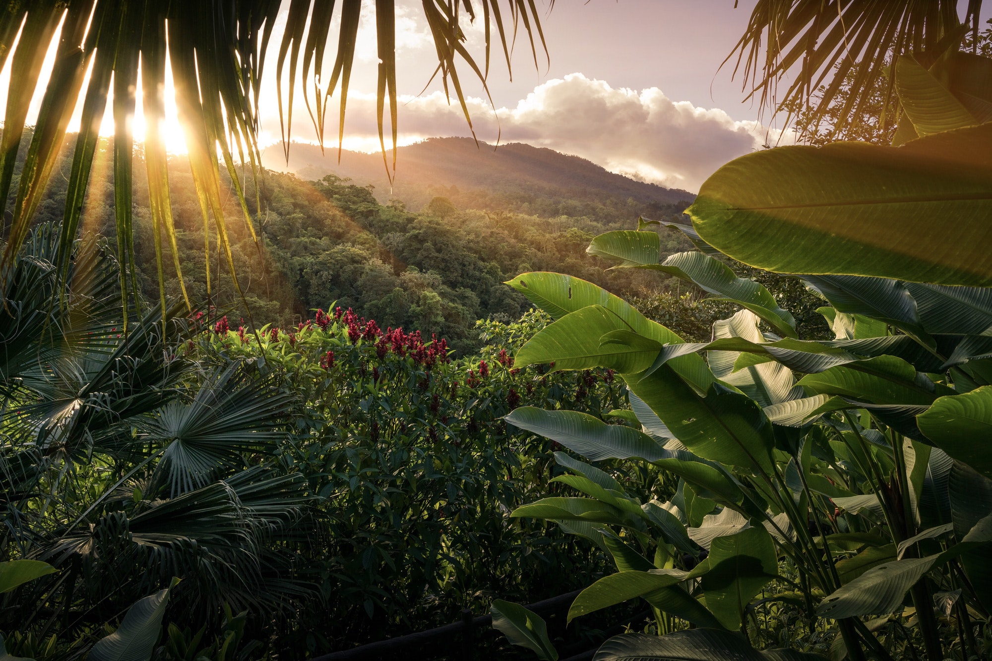 Green Costa Rican rainforest at dawn
